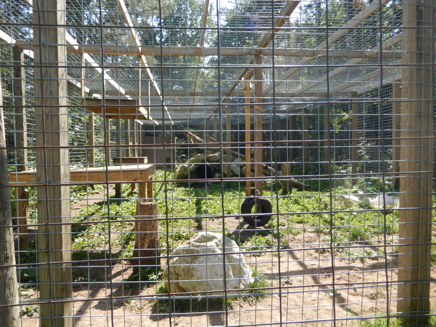 9/15/2025 - Snow Leopard Cage