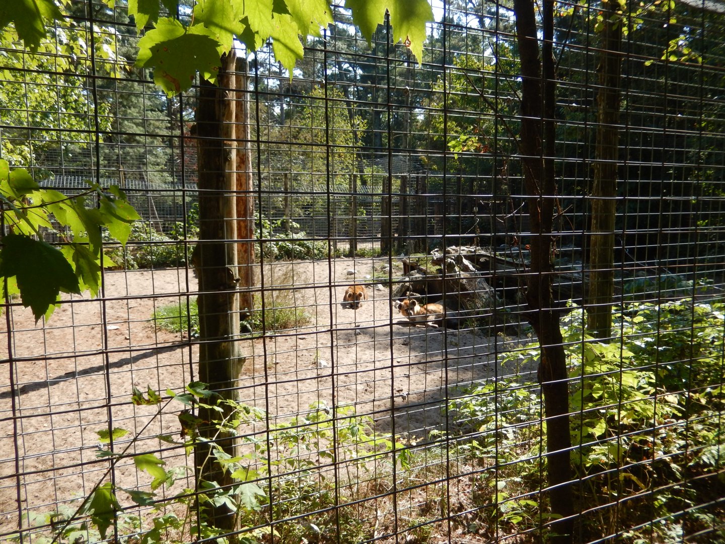 9/15/2025 - Spotted Hyena Habitat