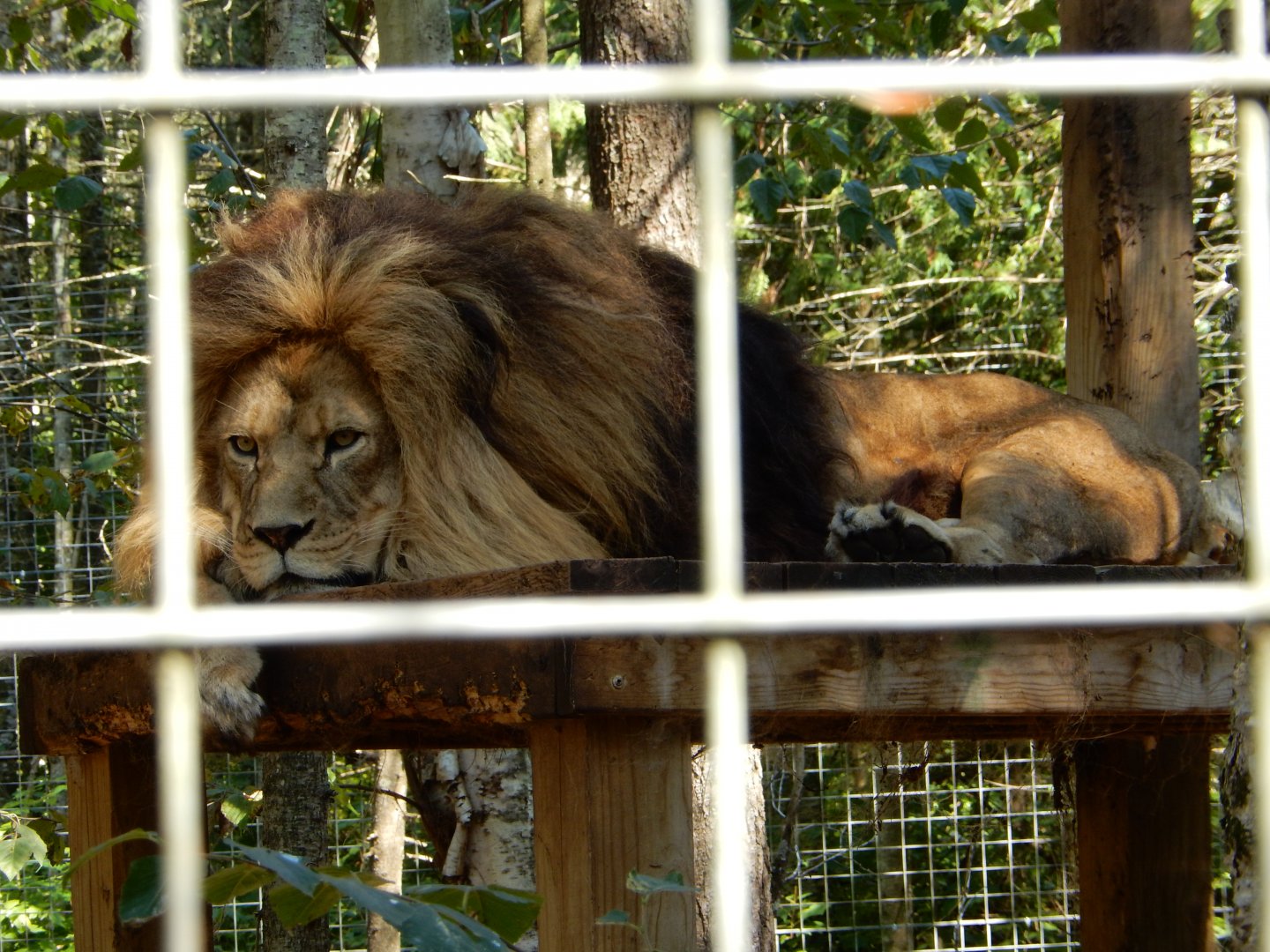 9/15/2025 - The King of GarLyn Zoo Wildlife Park