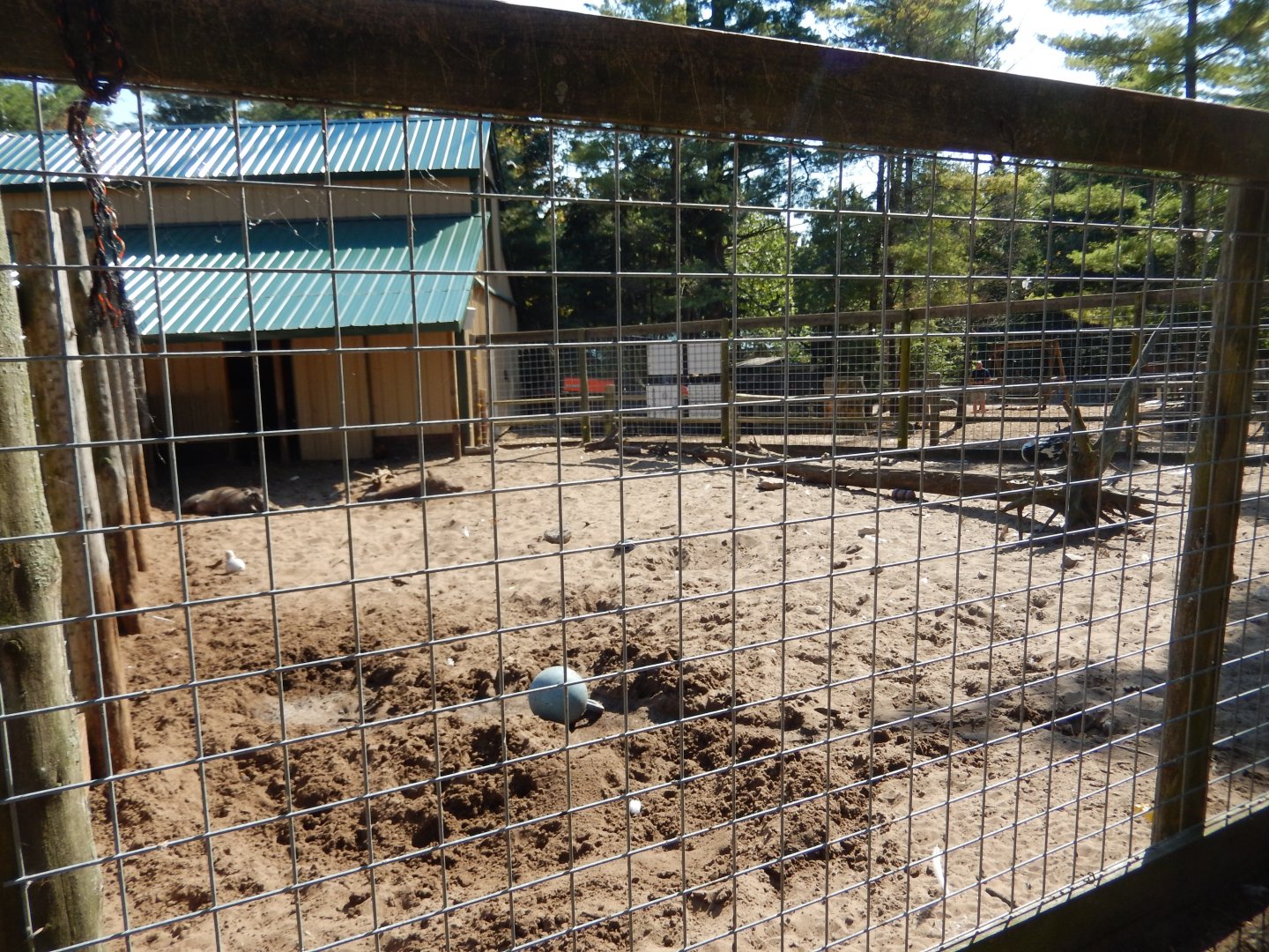 9/15/2025 - Warthog Habitat