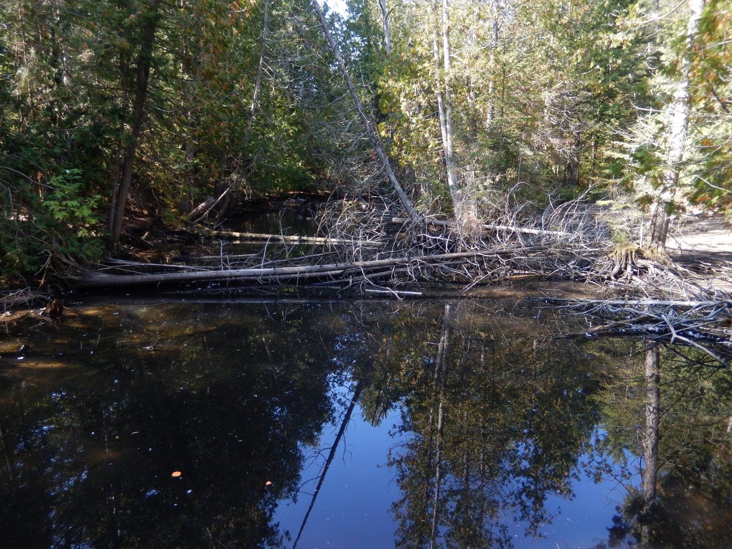 9/15/2025 - Waterfowl Pond