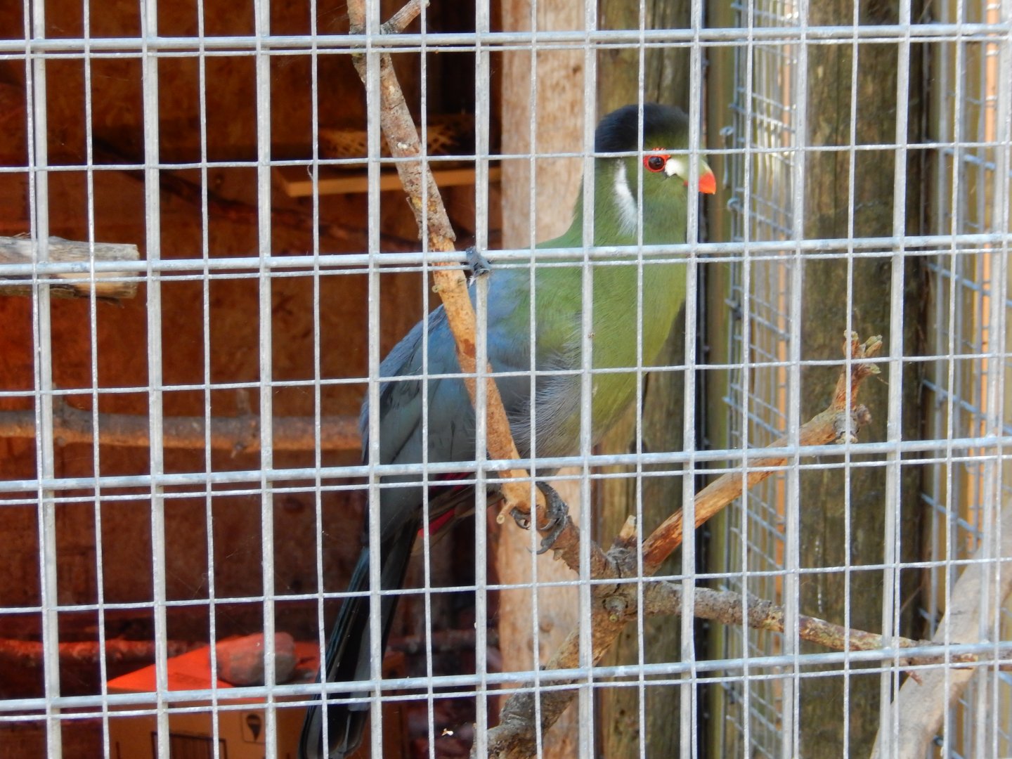9/15/2025 - White-Cheeked Turaco