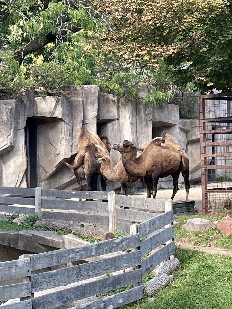 9/17/2023 - Bactrian Camel Family