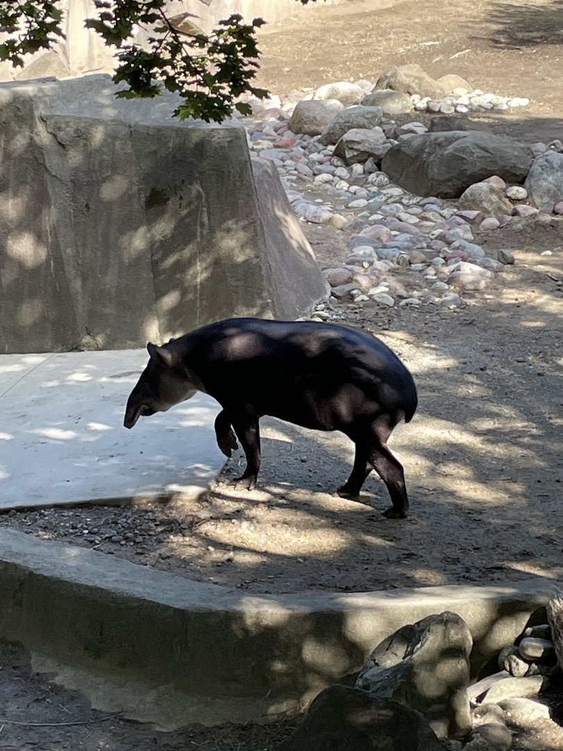 9/17/2023 - Baird’s Tapir