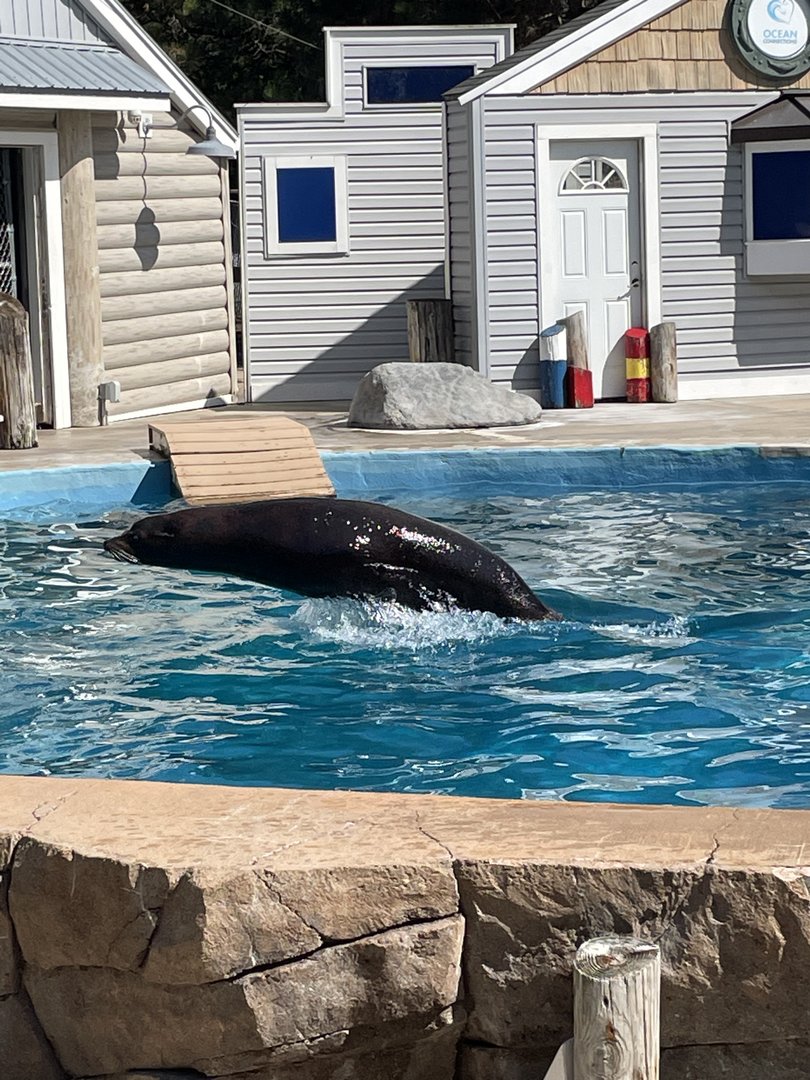 9/17/2023 - Diego Porpoising