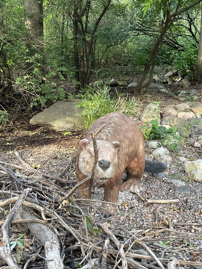 9/17/2023 - Giant Beaver