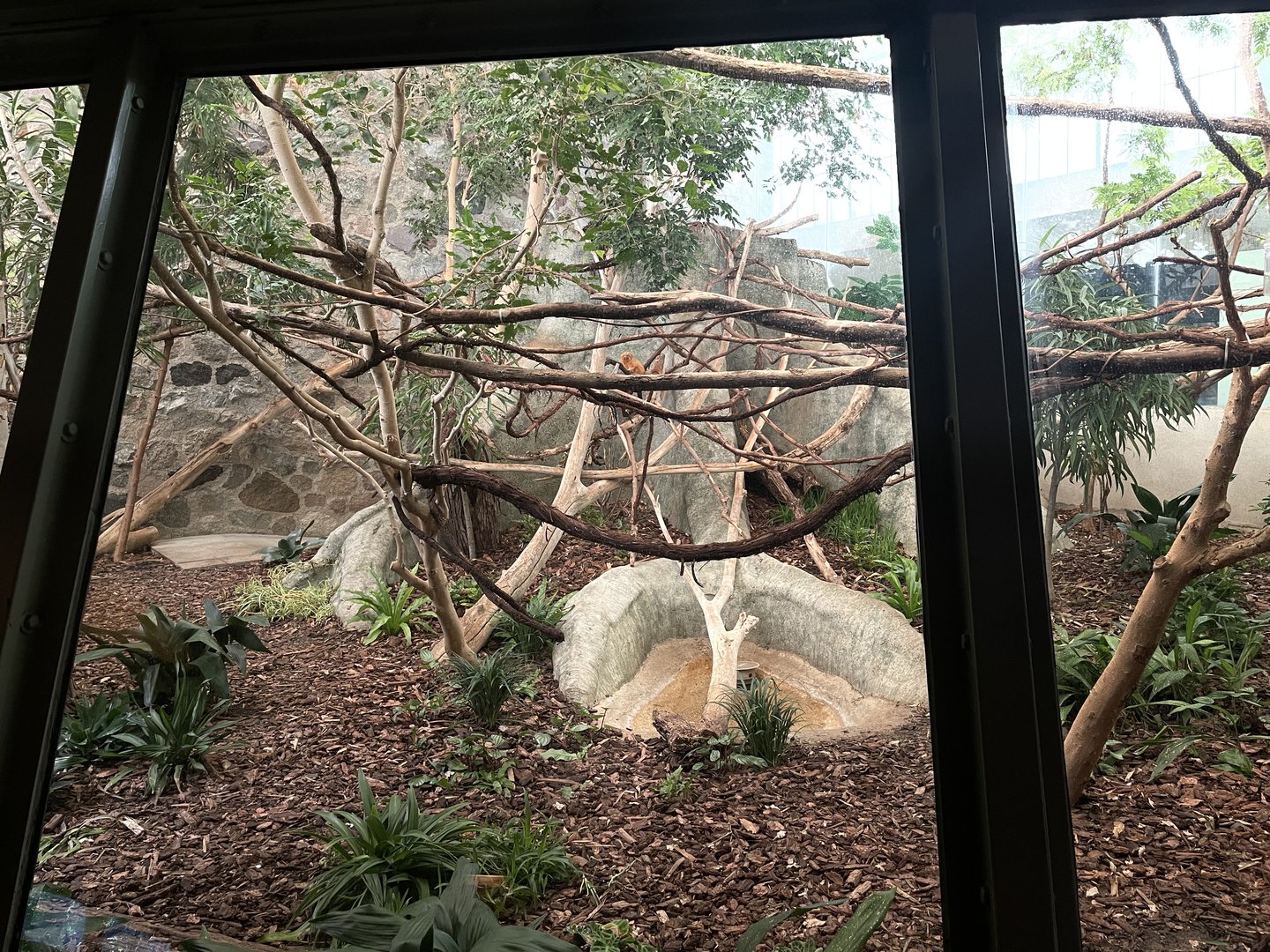 9/17/2023 - Golden Lion Tamarin Habitat