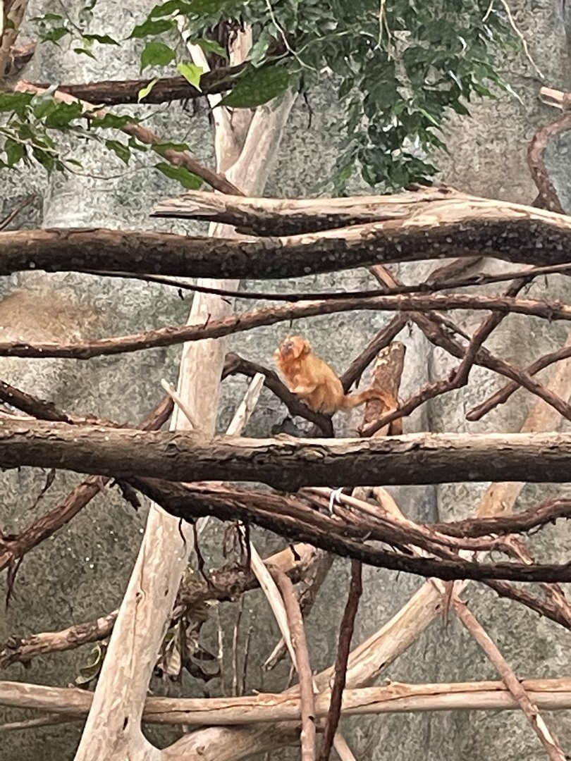 9/17/2023 - Golden Lion Tamarin