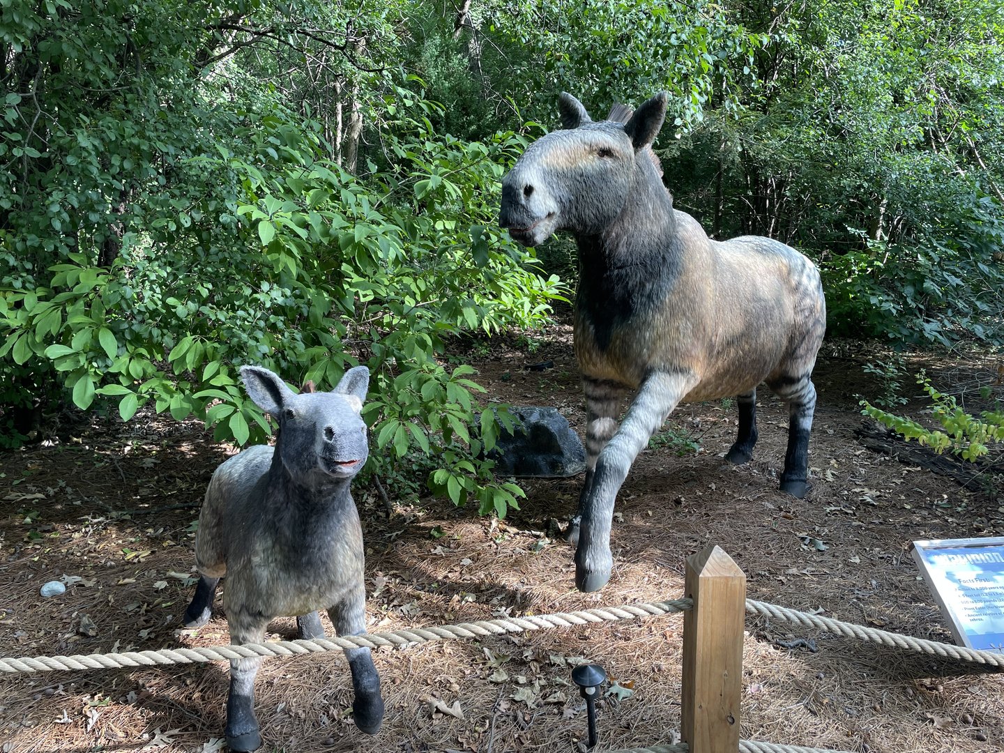 9/17/2023 - Hippidions