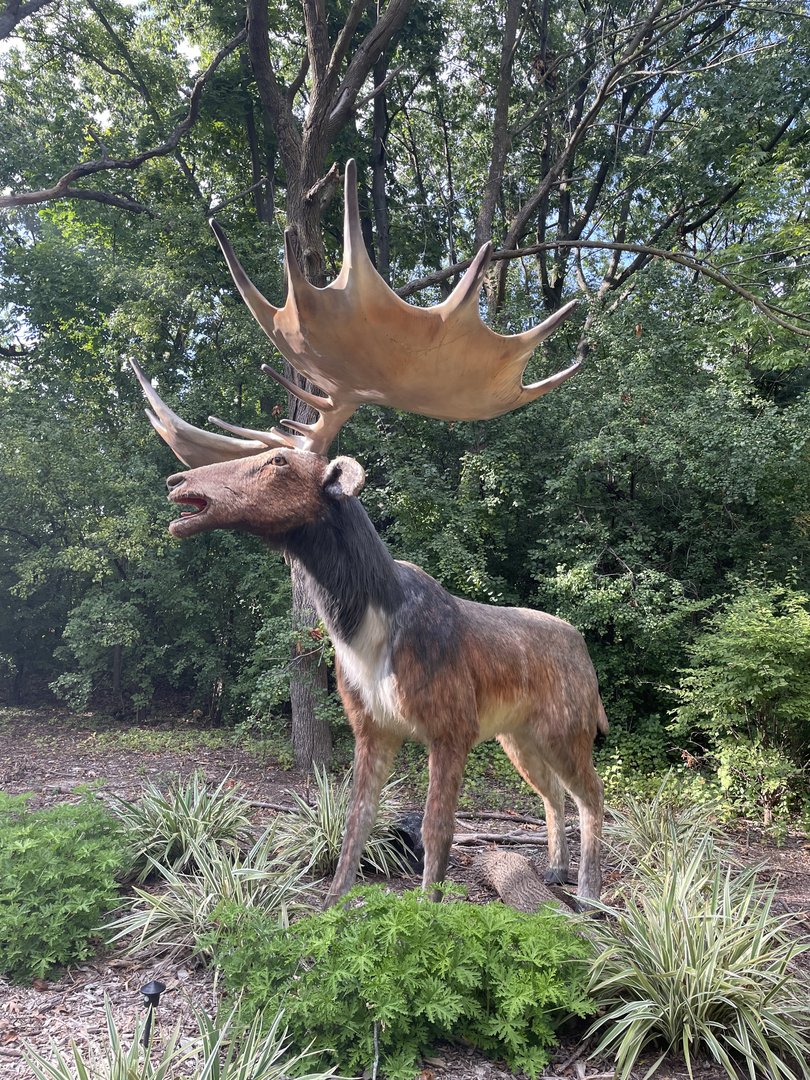 9/17/2023 - Irish Elk