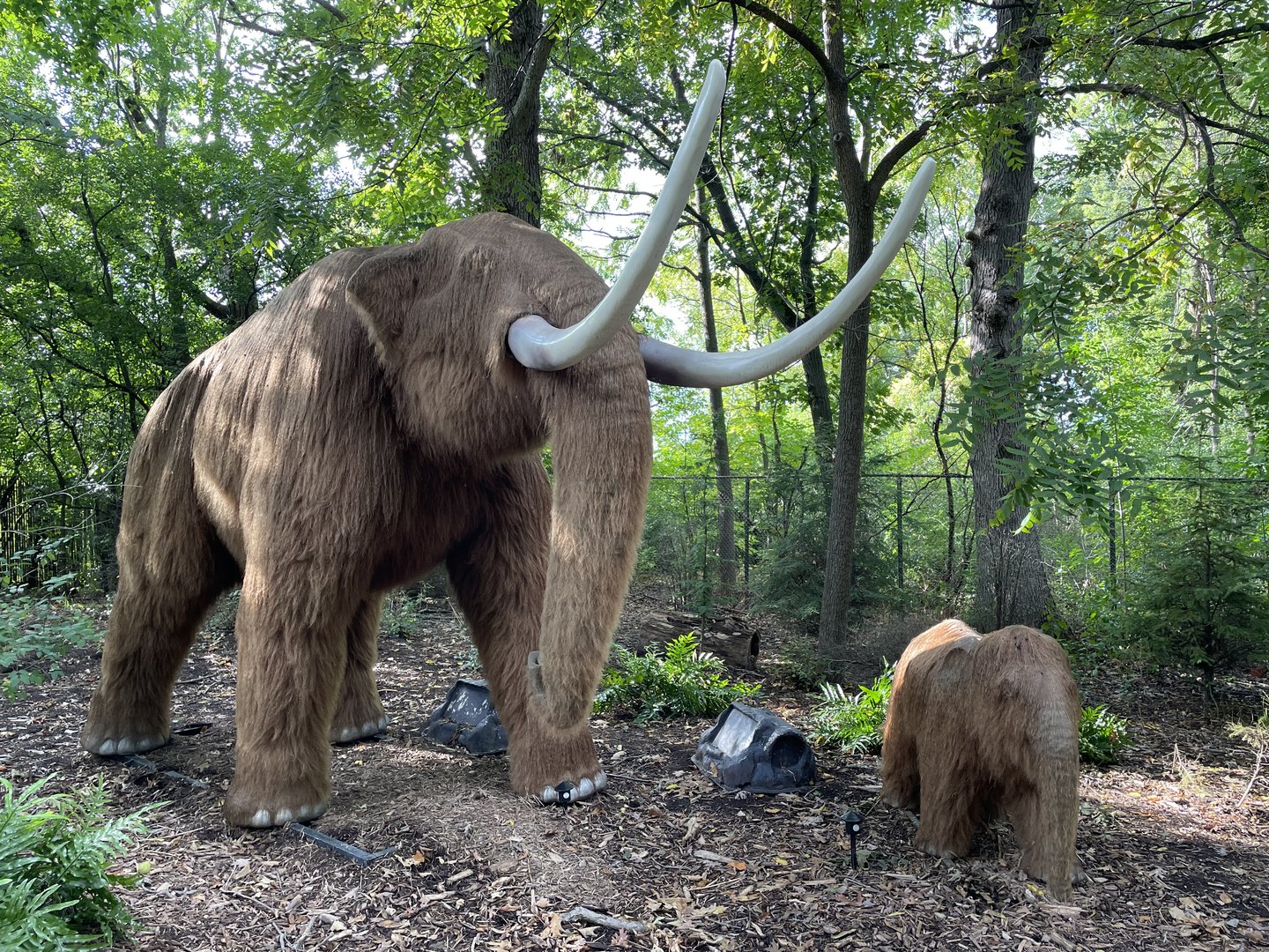 9/17/2023 - Mastodons