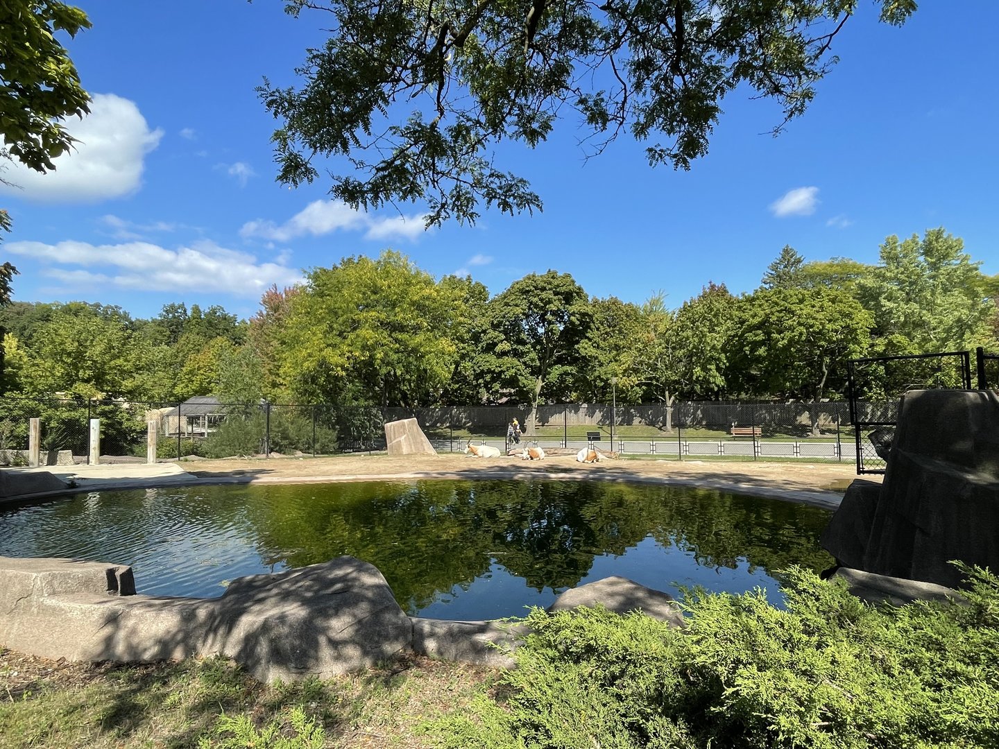 9/17/2023 - Scimitar Horned Oryx Exhibit