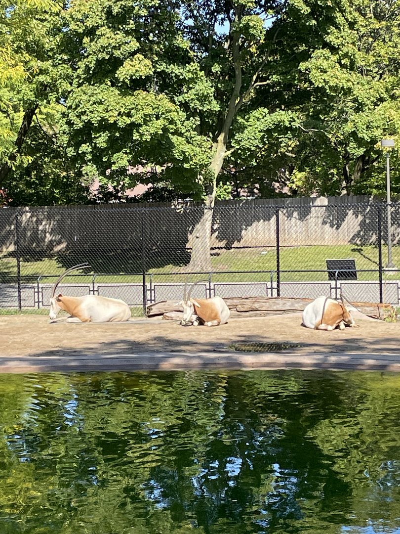 9/17/2023 - Scimitar Horned Oryx Trio