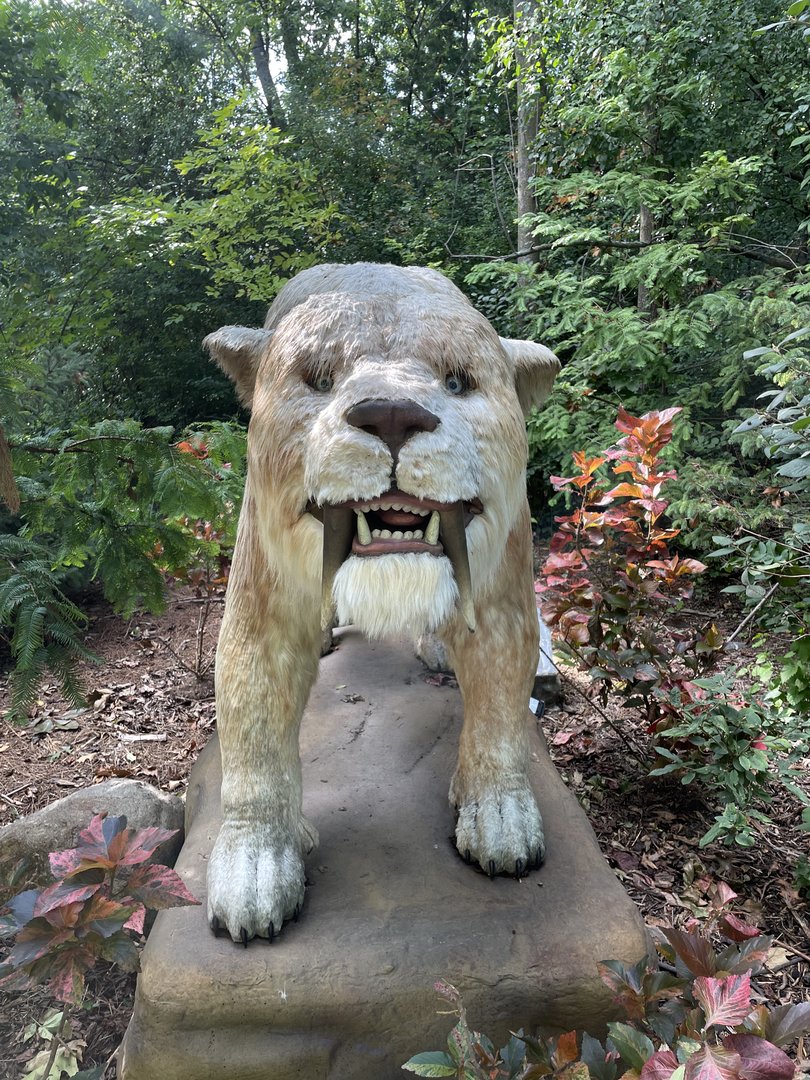 9/17/2023 - Smilodon
