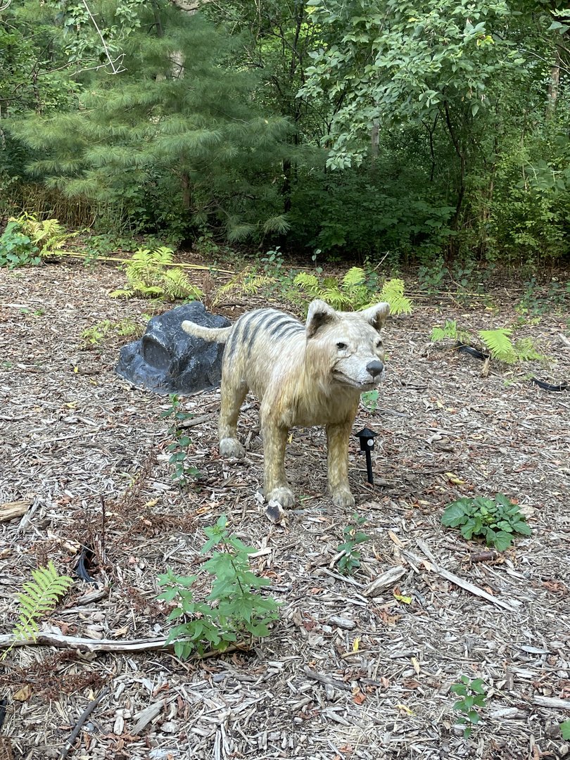 9/17/2023 - Thylacine
