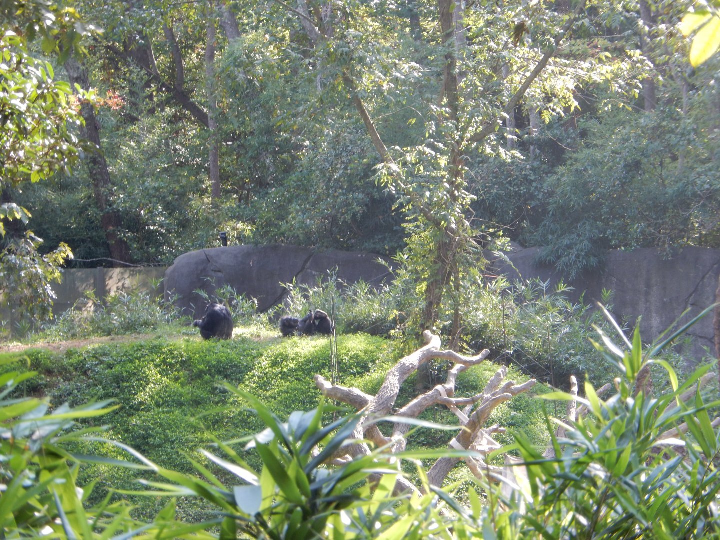 9/23/2018 - A Beautiful Jungle View