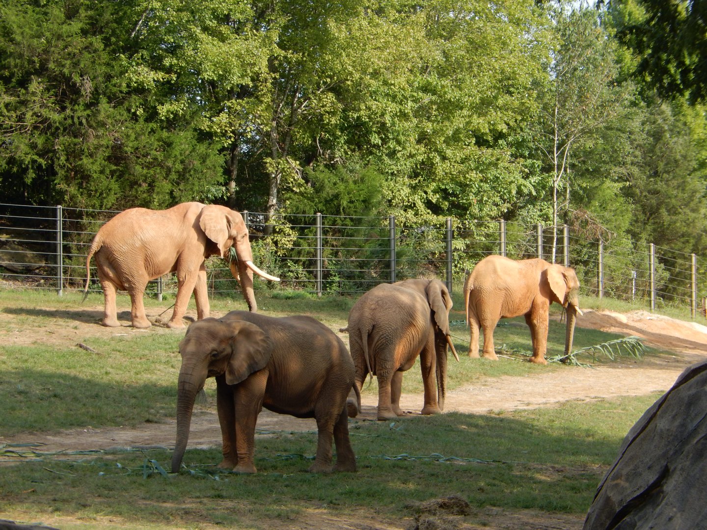 9/23/2018 - African Elephant Herd