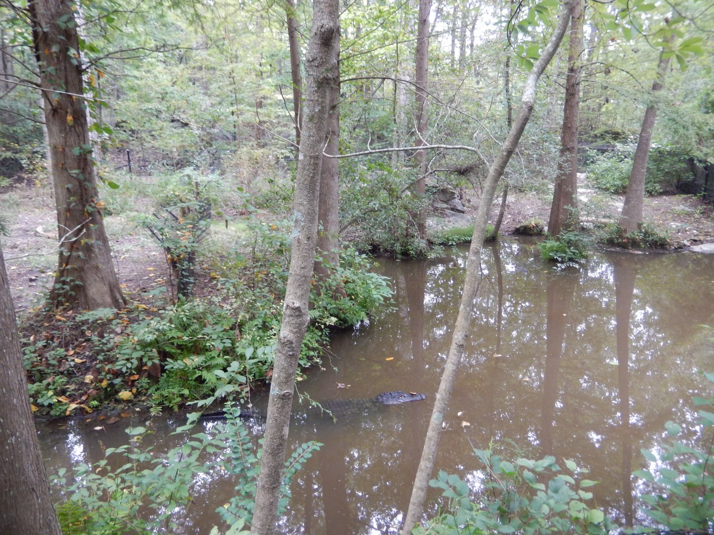 9/23/2018 - American Alligator Habitat