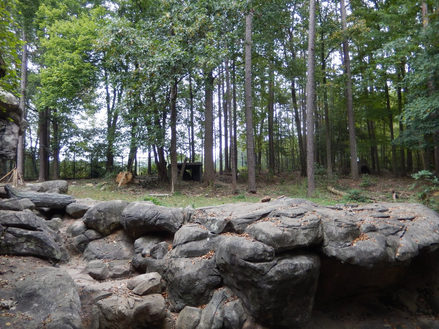 9/23/2018 - American Black Bear Habitat