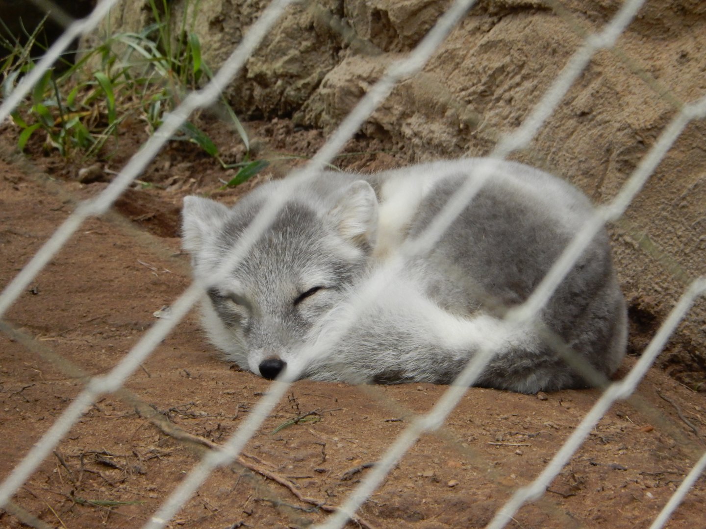 9/23/2018 - Arctic Fox