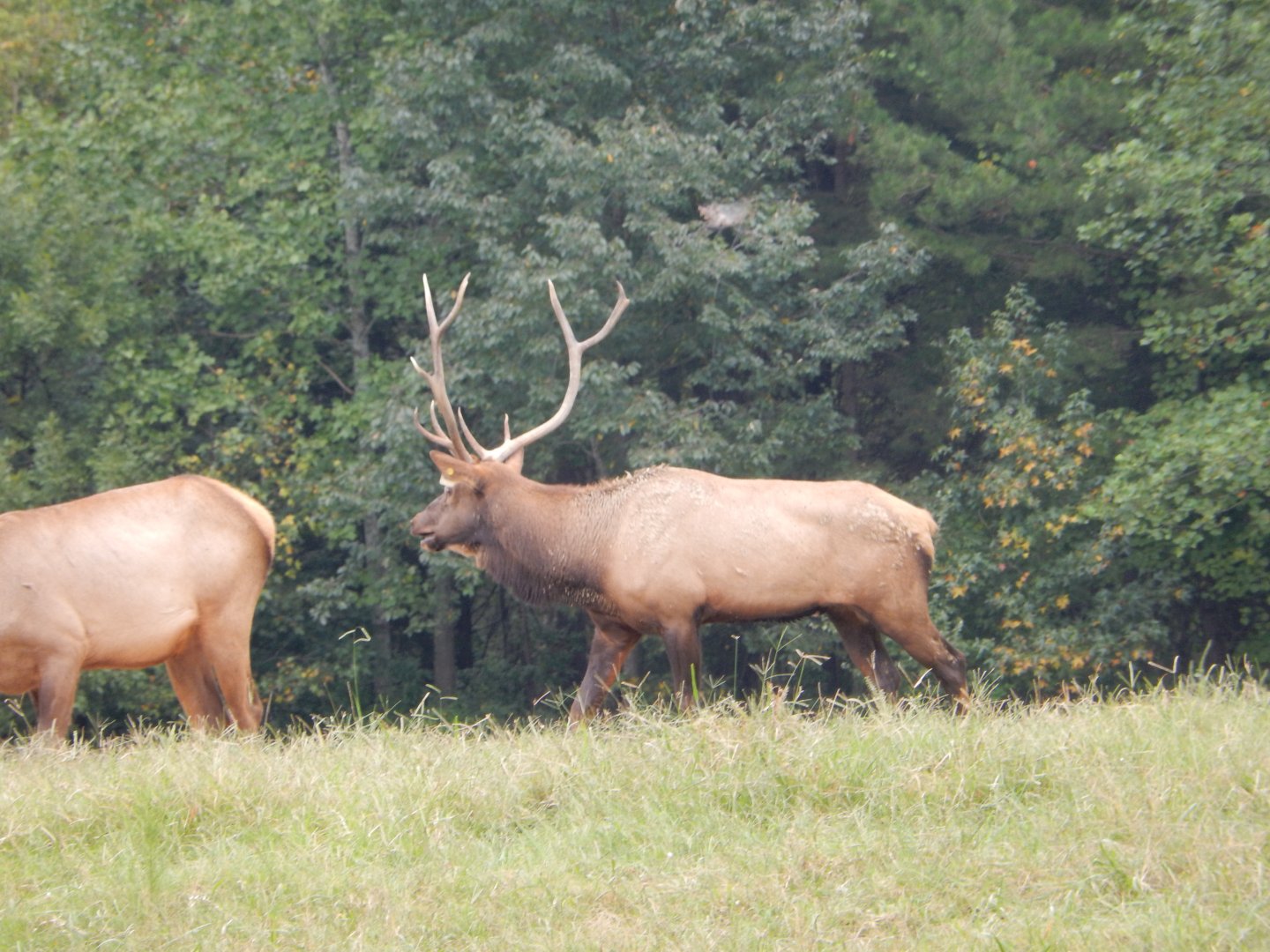 9/23/2018 - Bull Elk