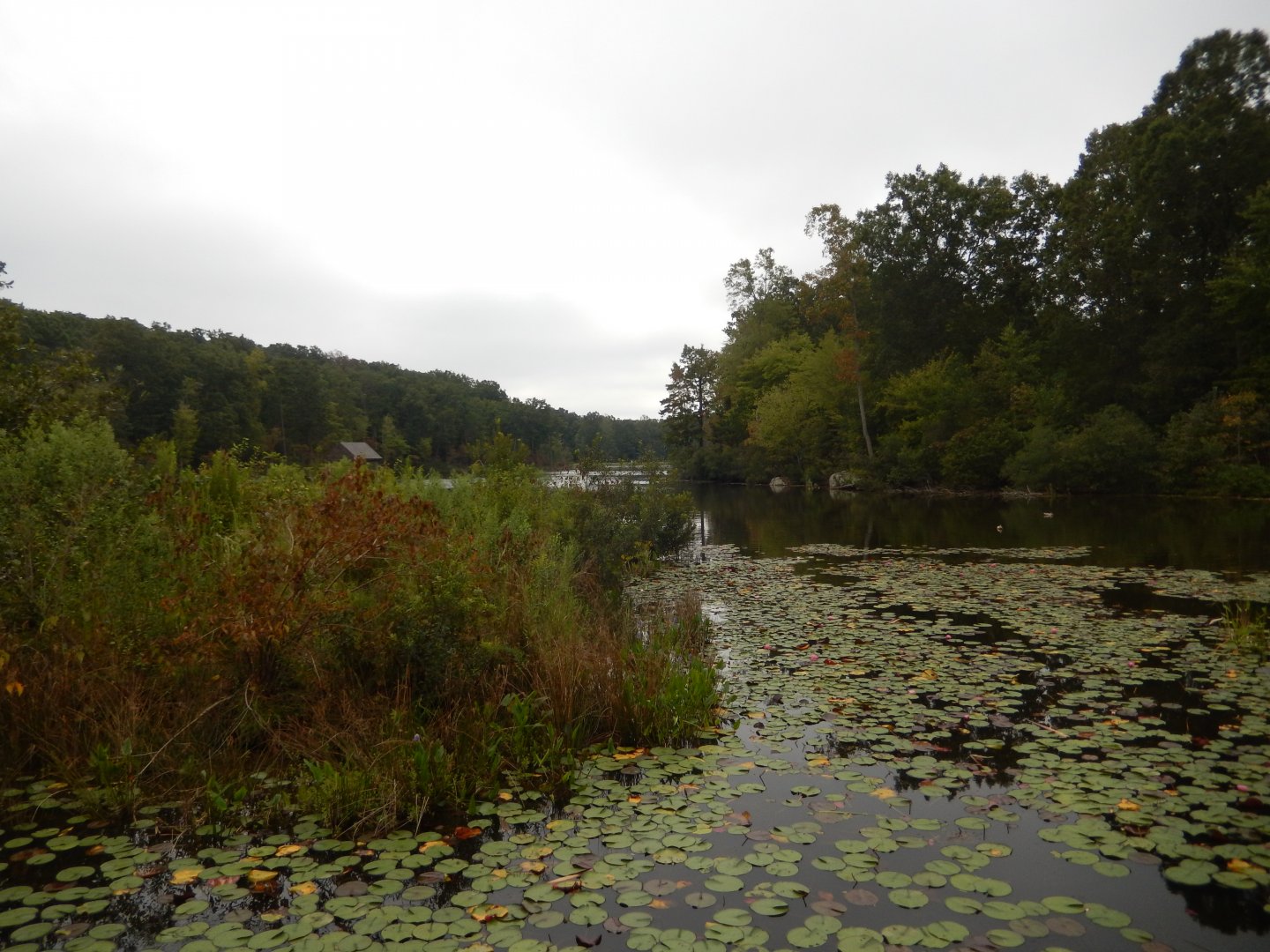 9/23/2018 - Cattail Trail Marsh