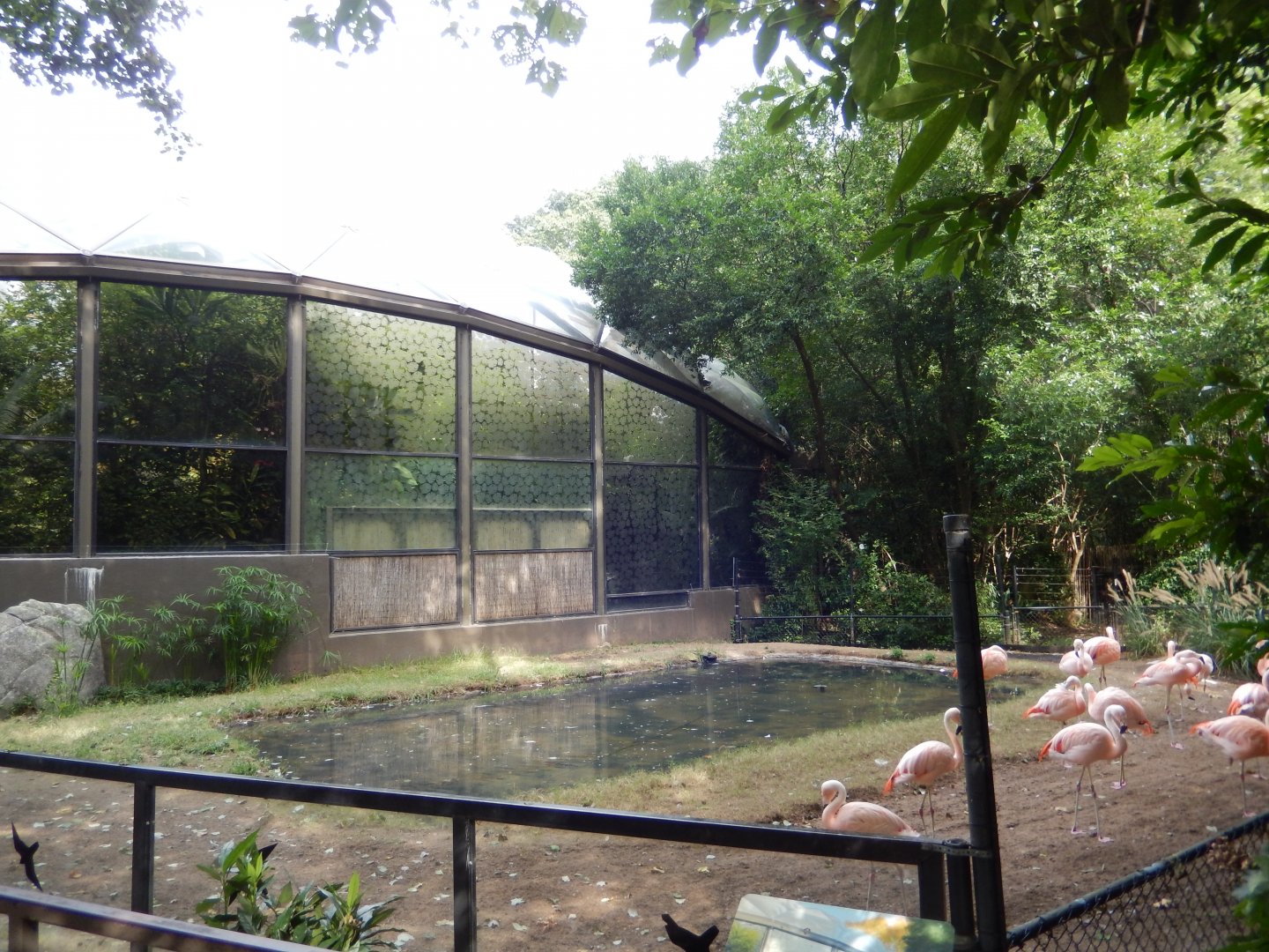 9/23/2018 - Chilean Flamingo Exhibit