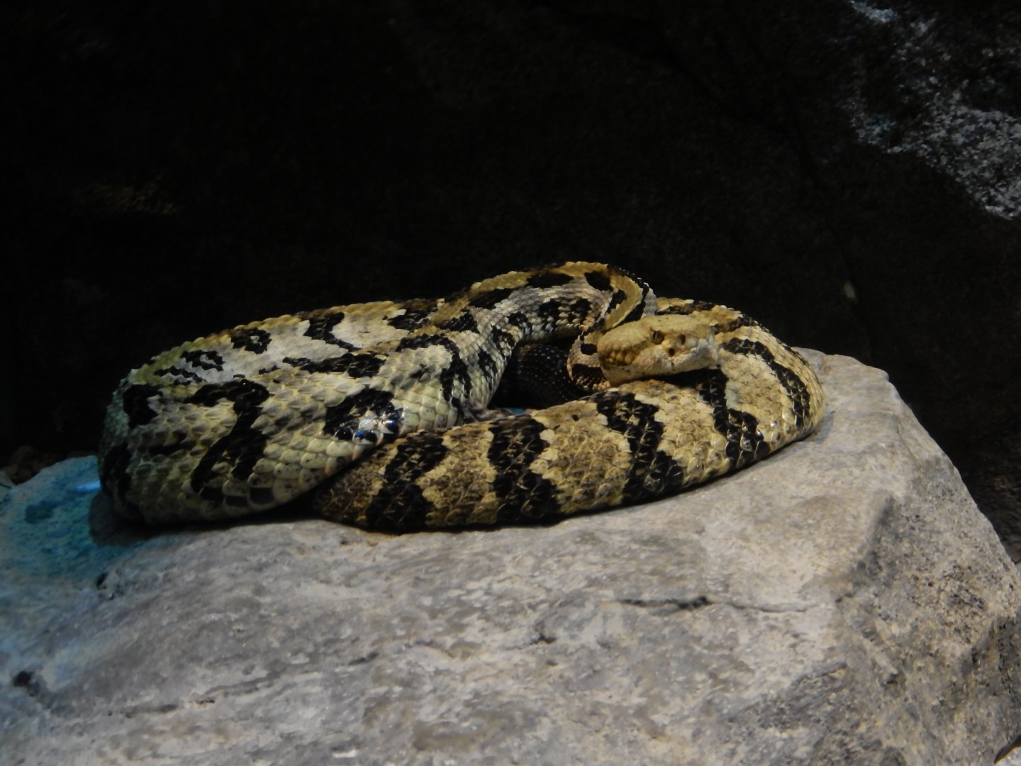 9/23/2018 - Eastern Cottonmouth?