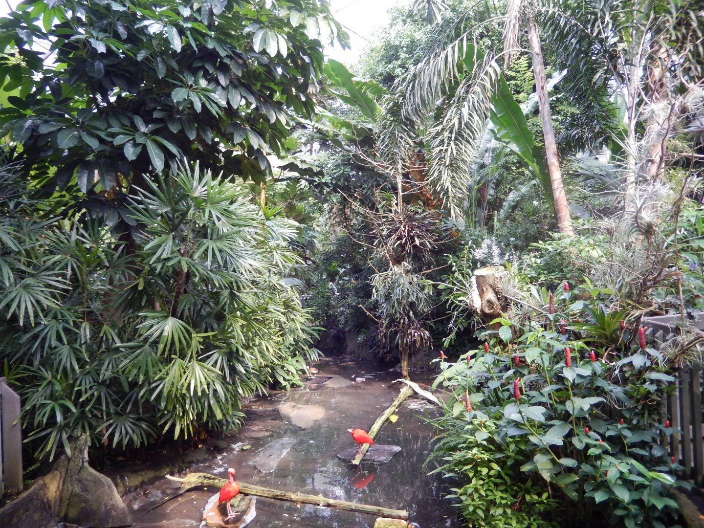 9/23/2018 - Forest Aviary General View