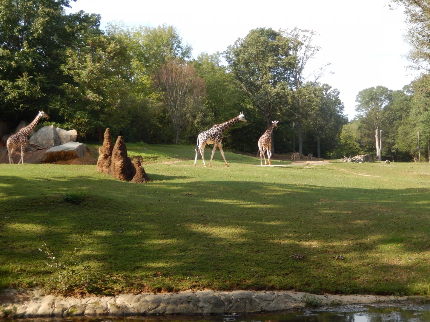 9/23/2018 - Forest Edge