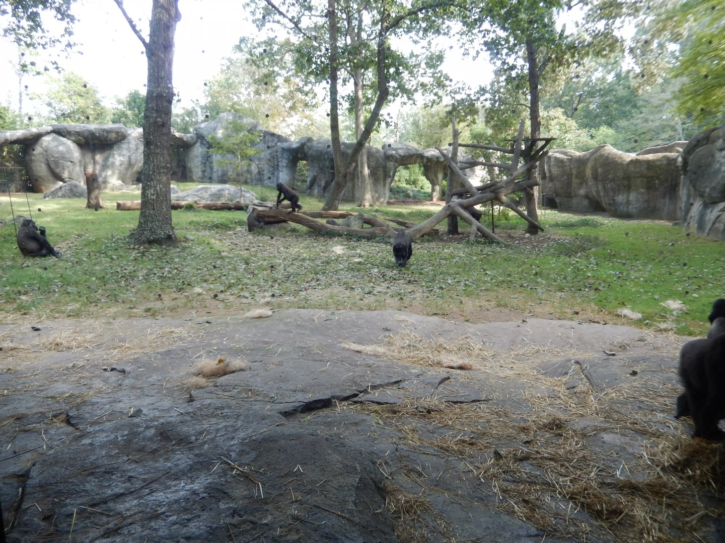 9/23/2018 - Forest Glade