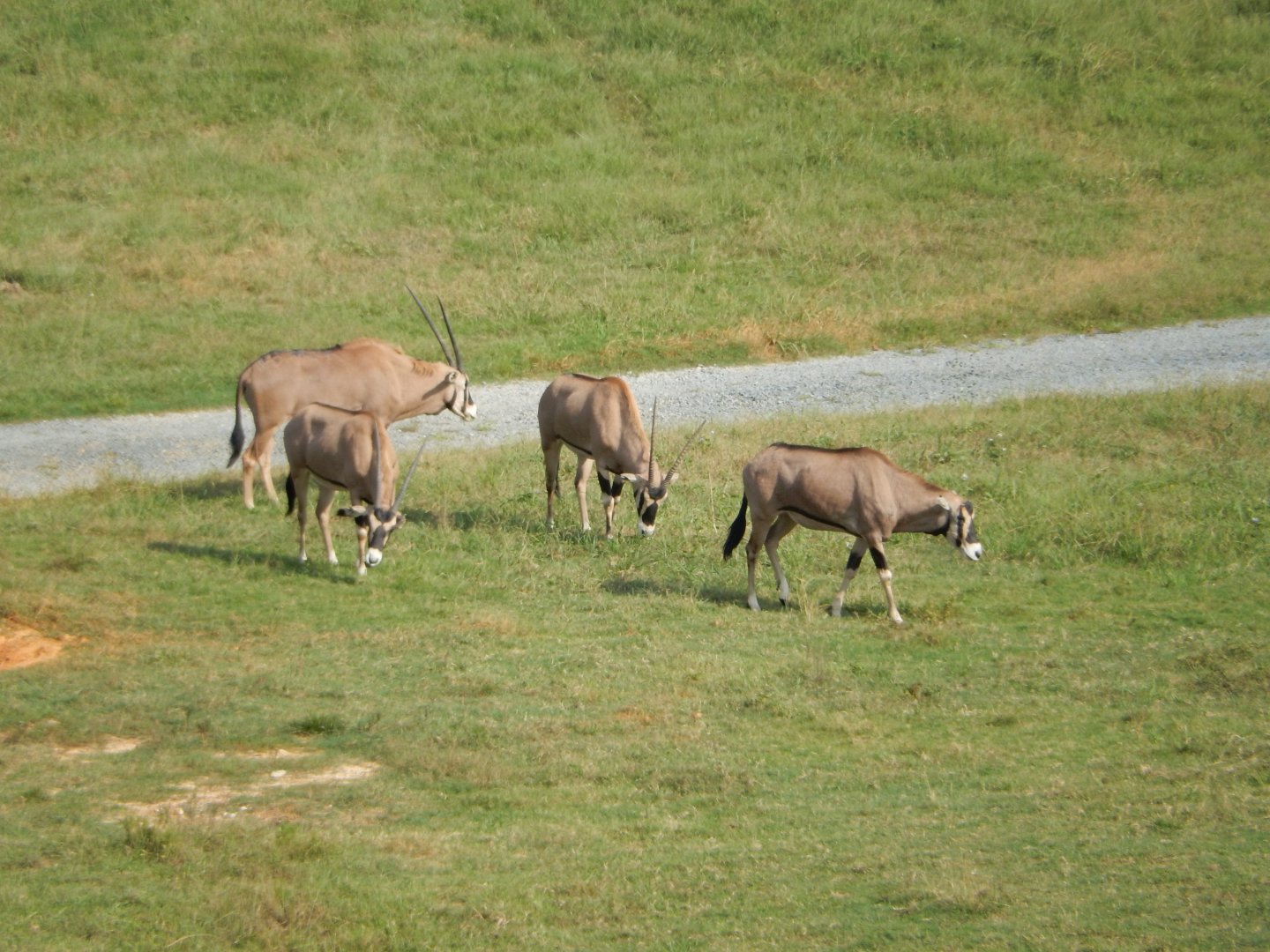 9/23/2018 - Fringe-Eared Oryx Herd