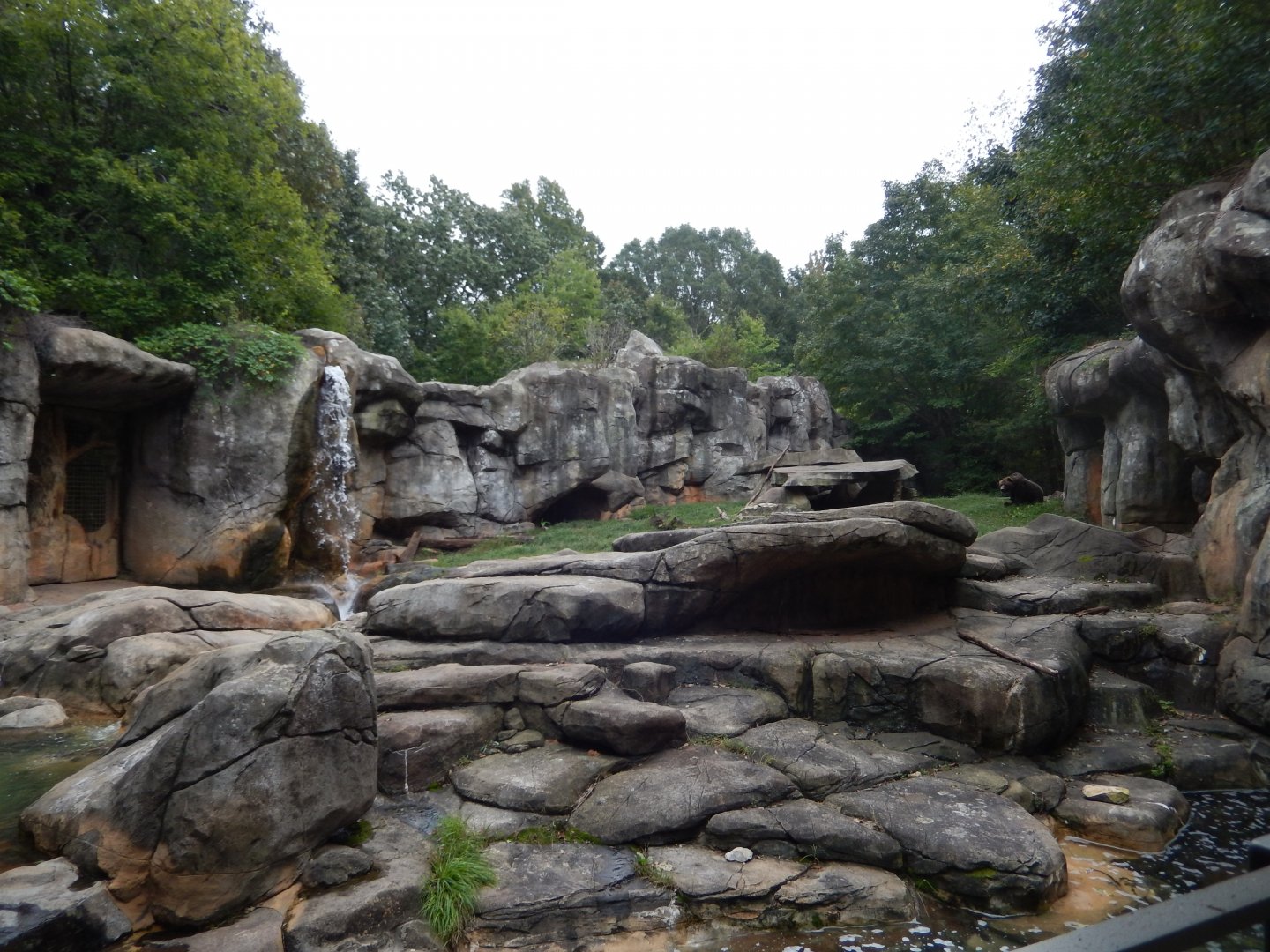 9/23/2018 - Grizzly Bear Exhibit