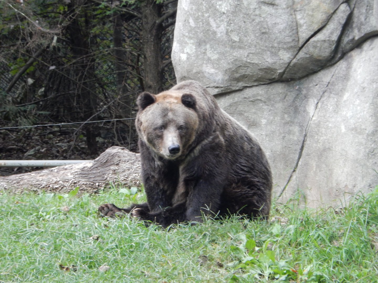 9/23/2018 - Grizzly Bear