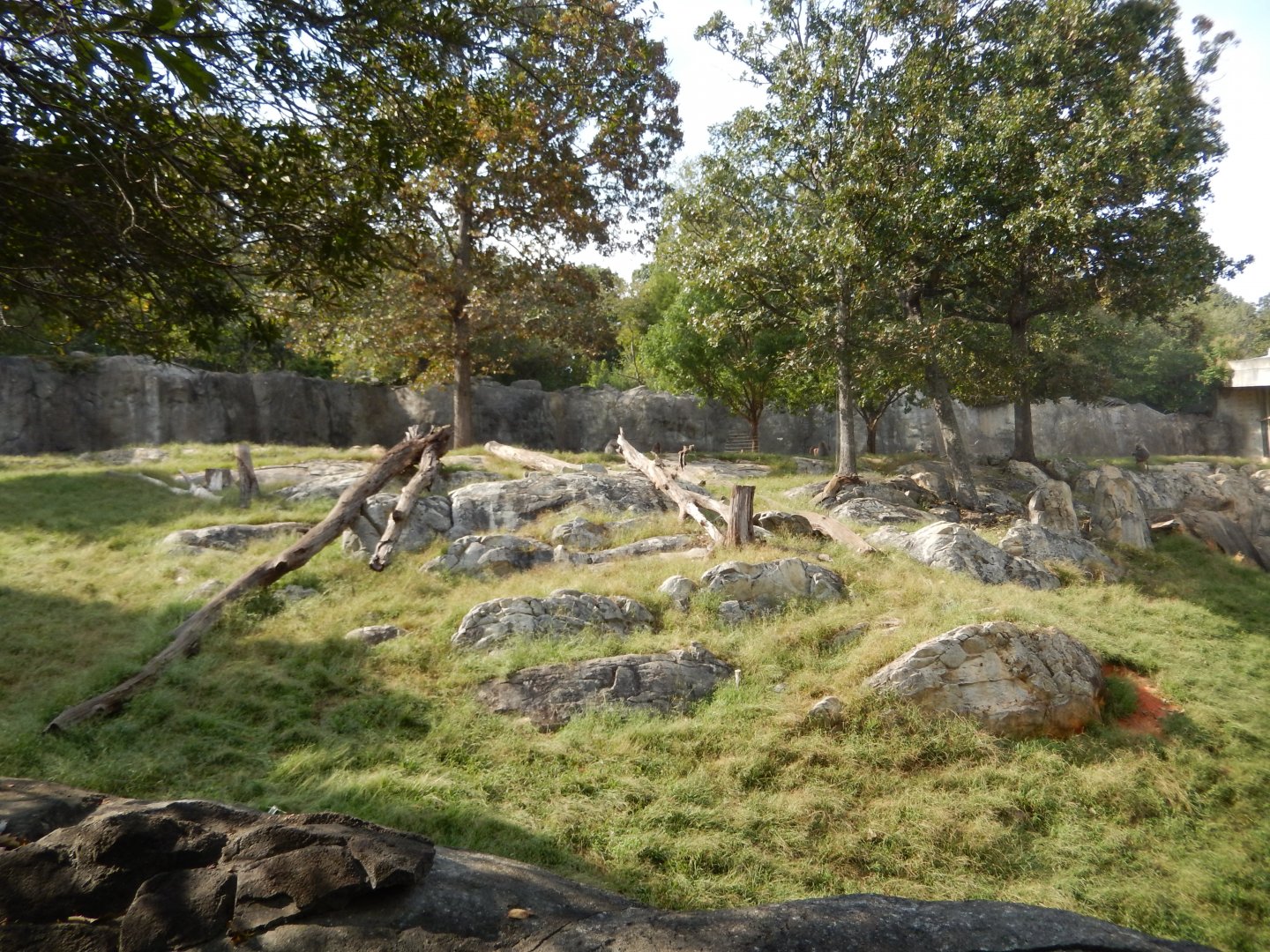 9/23/2018 - Hamadryas Baboon Habitat