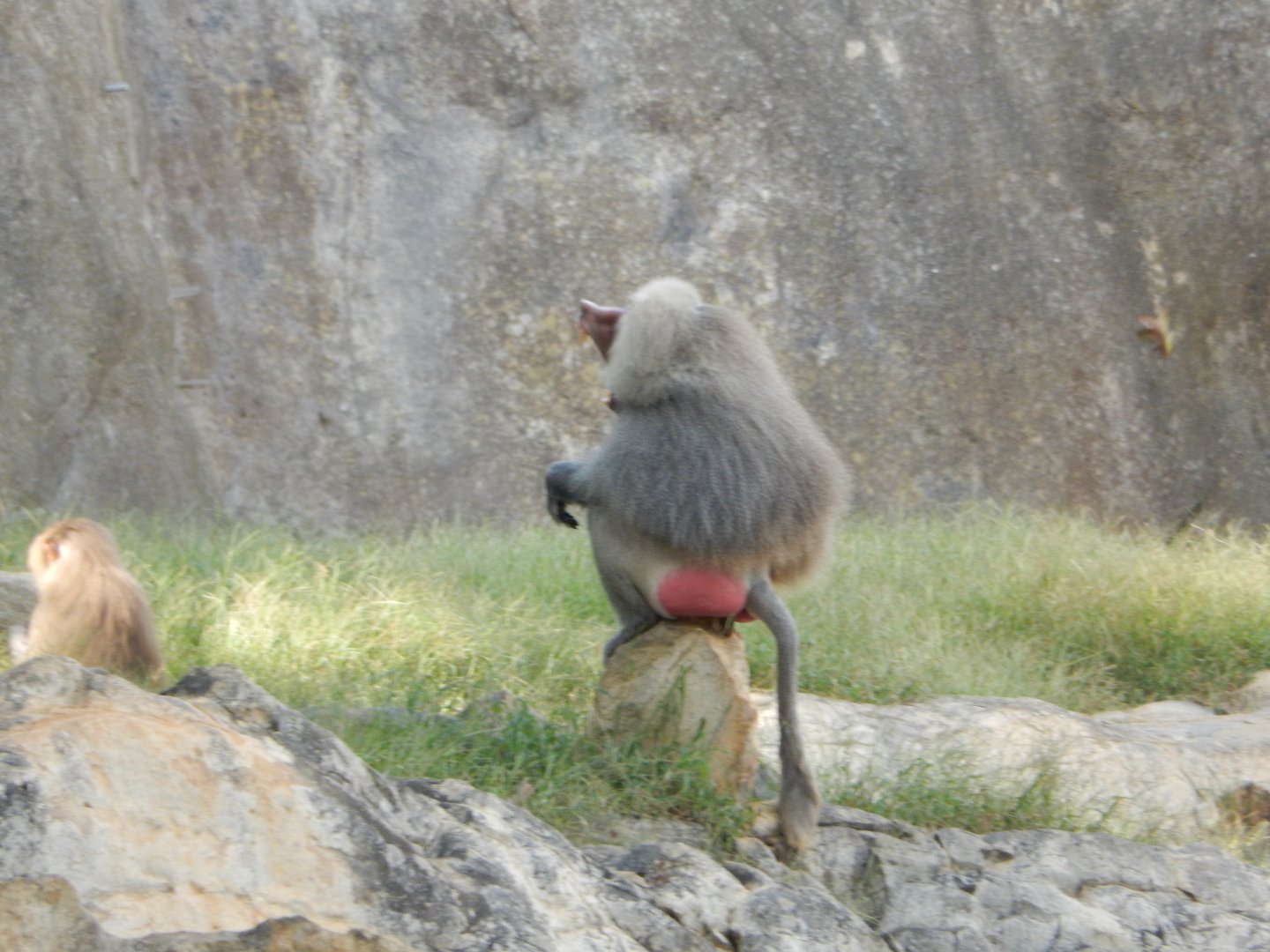 9/23/2018 - Hamadryas Baboon