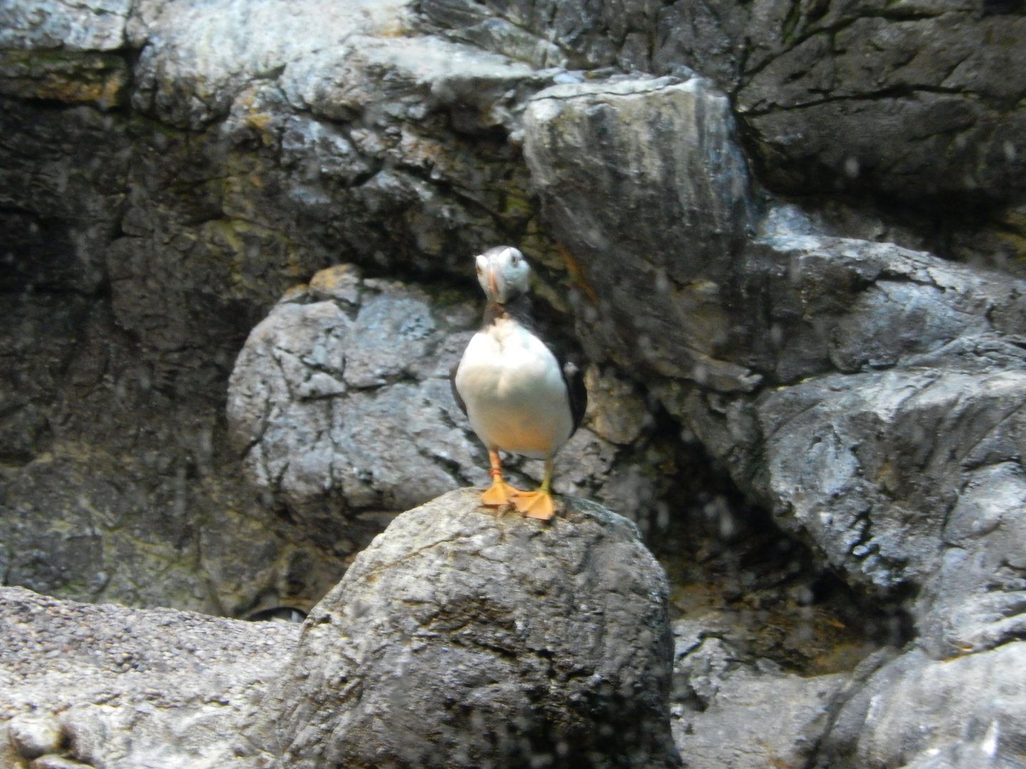 9/23/2018 - Horned Puffin