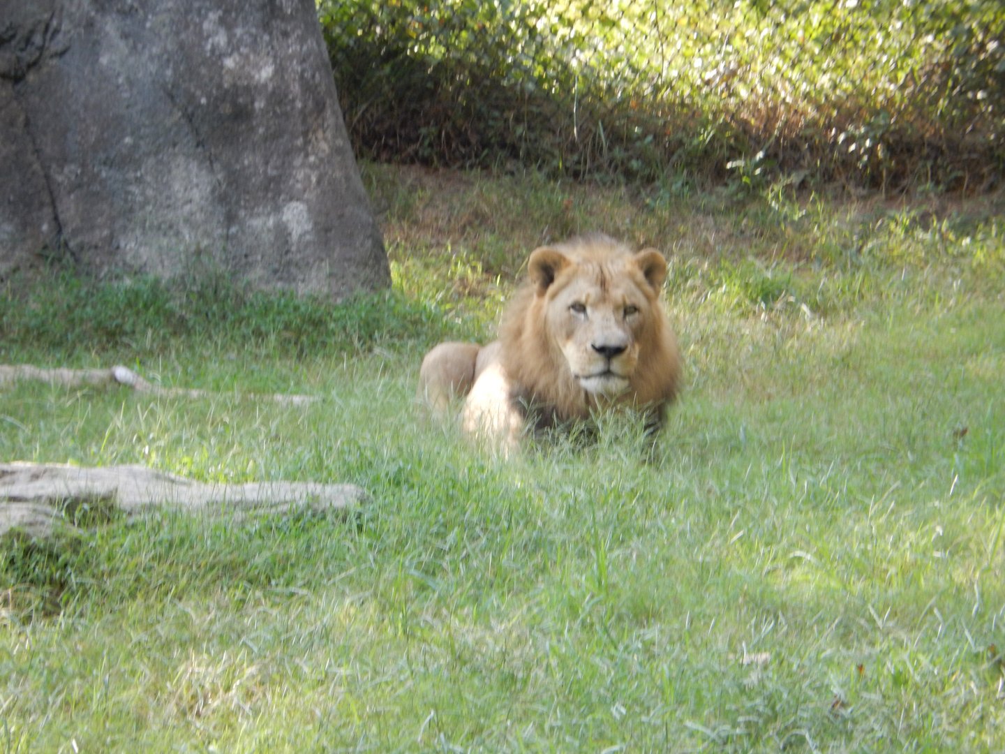 9/23/2018 - King of the Jungle