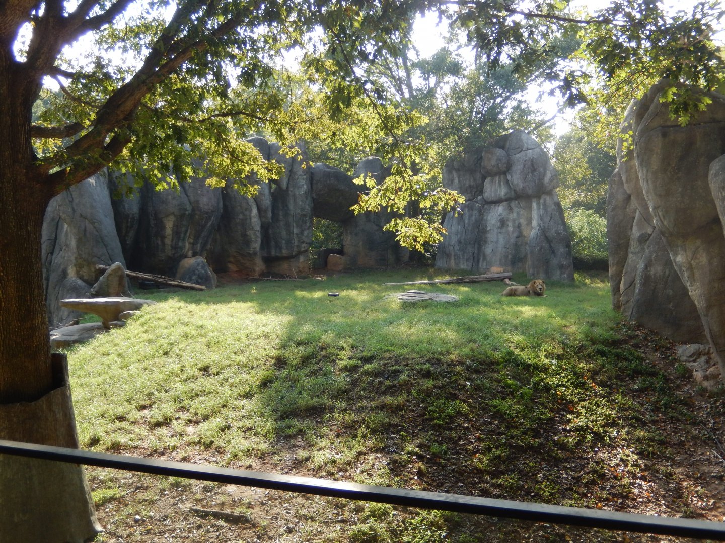 9/23/2018 - Lion Exhibit