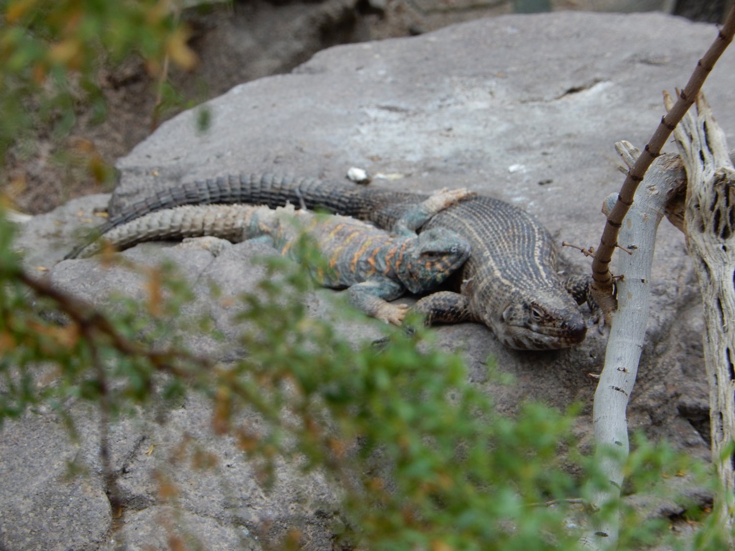 9/23/2018 - Lizard Buddies