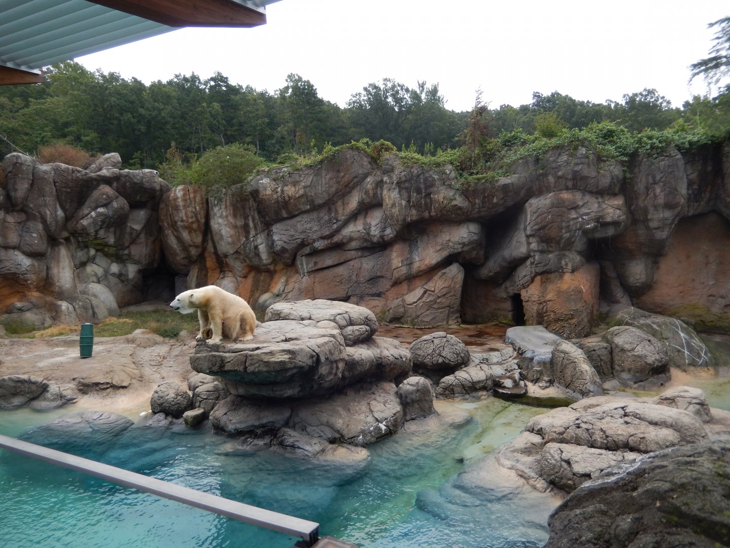 9/23/2018 - Older Polar Bear Exhibit