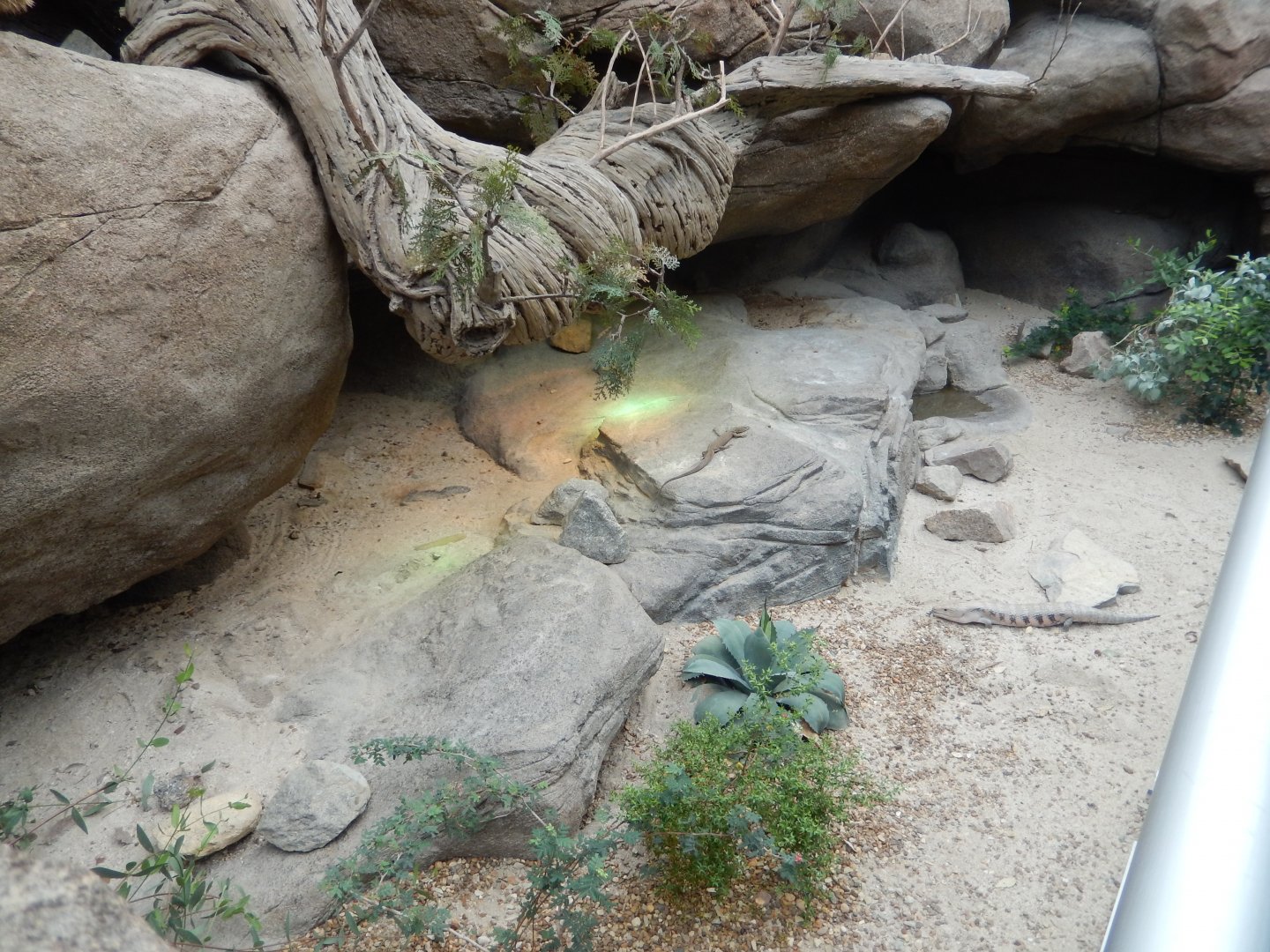 9/23/2018 - Open-Topped Reptile Habitat