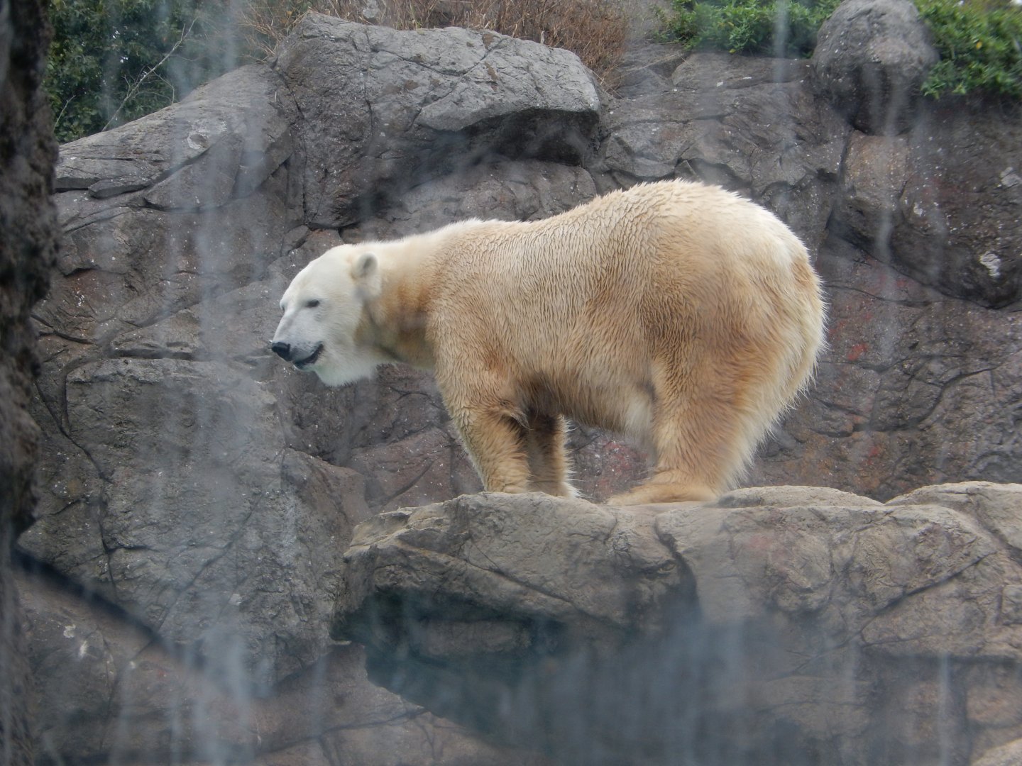 9/23/2018 - Polar Bear
