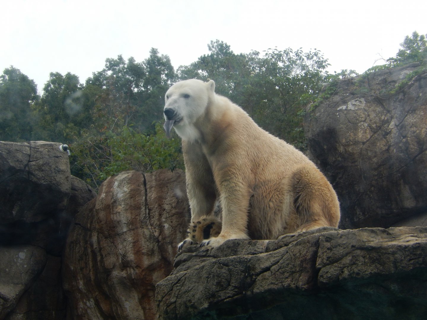 9/23/2018 - Polar Bear