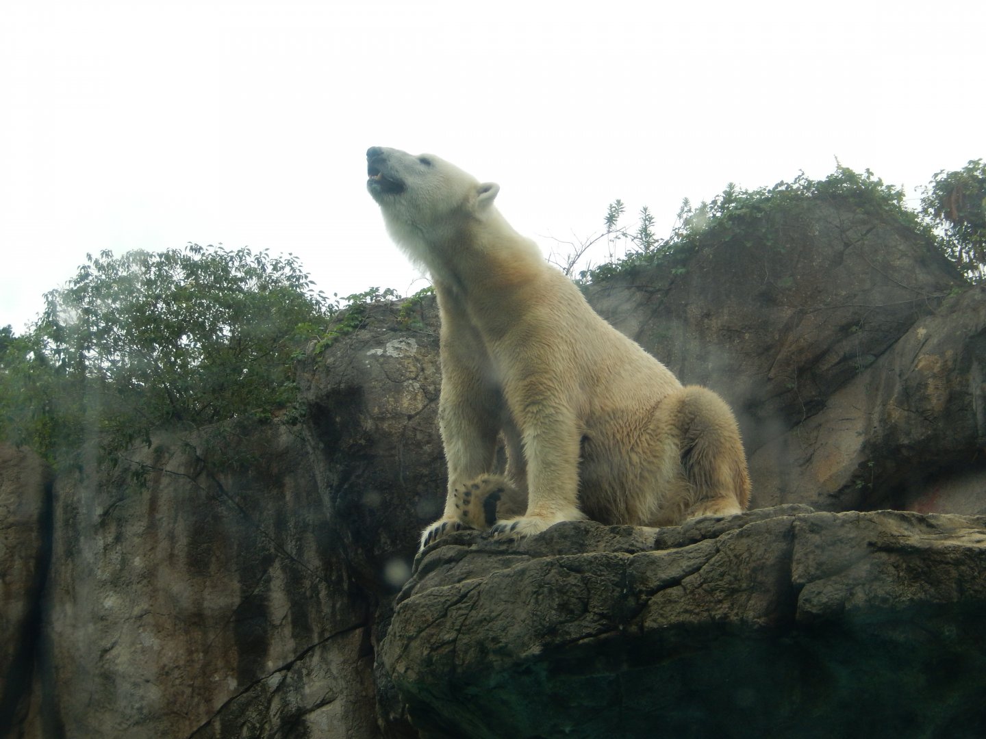 9/23/2018 - Polar Bear