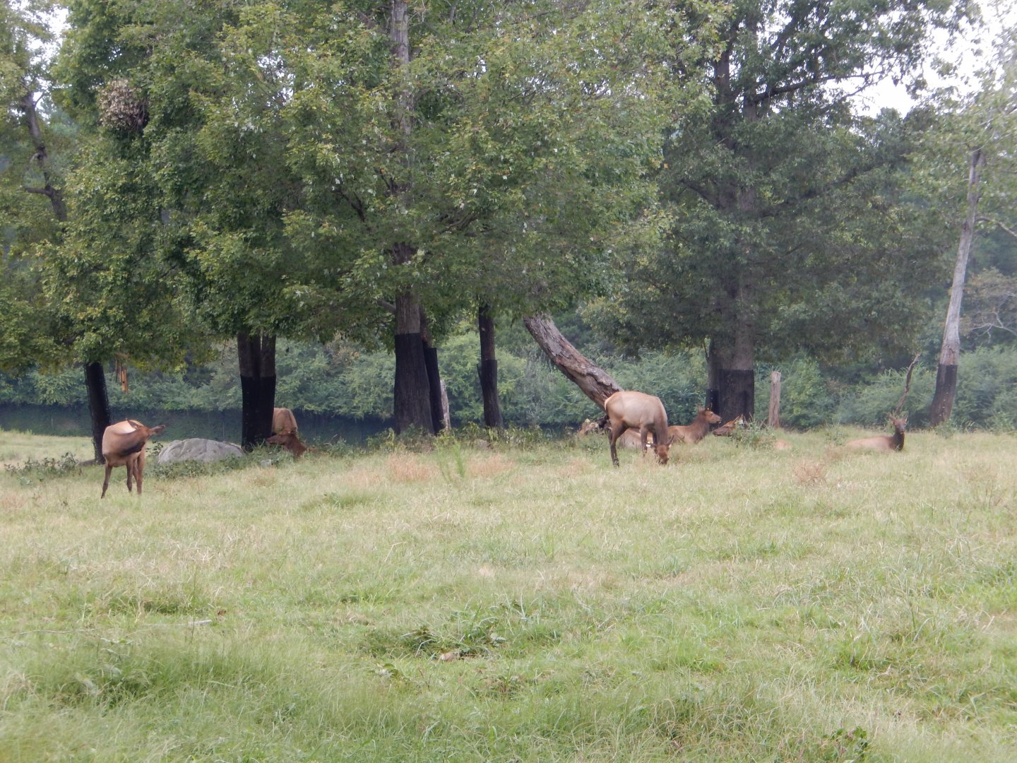 9/23/2018 - Prairie Habitat (Tree Section)
