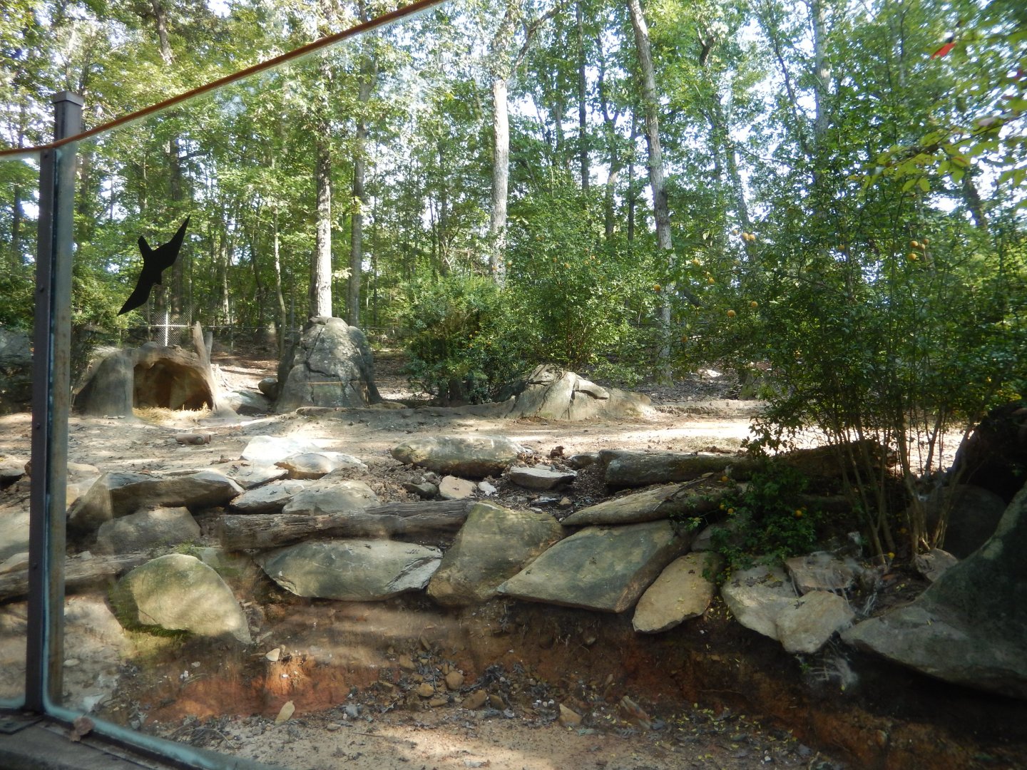 9/23/2018 - Red River Hog Habitat