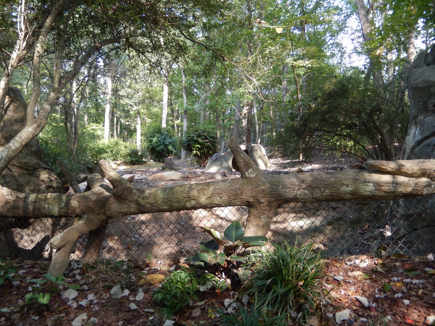 9/23/2018 - Red River Hog Habitat