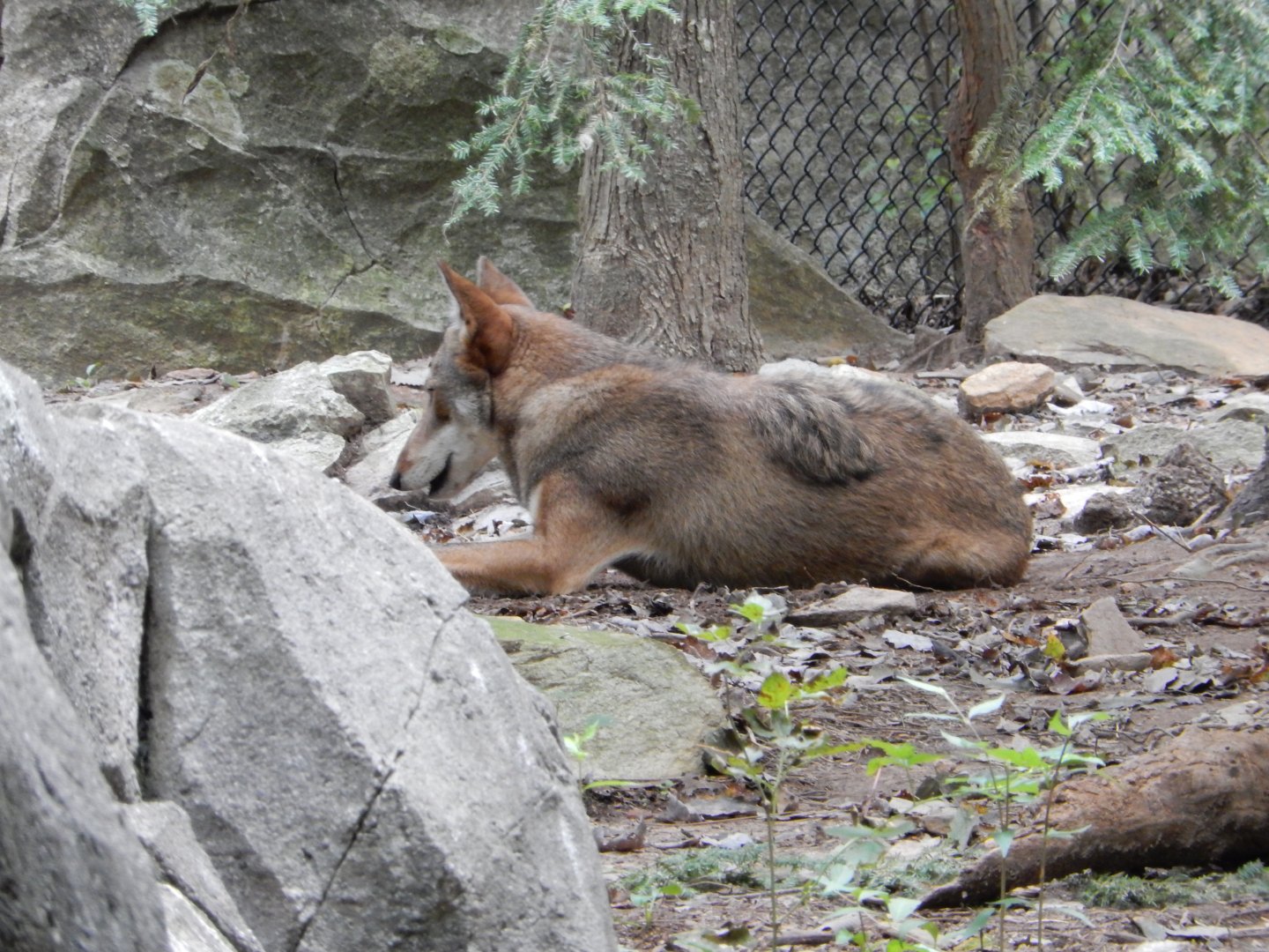 9/23/2018 - Red Wolf