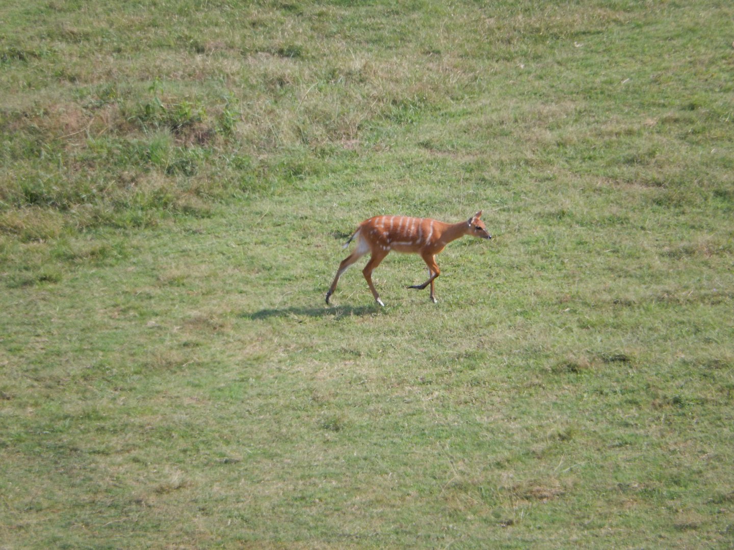 9/23/2018 - Sitatunga